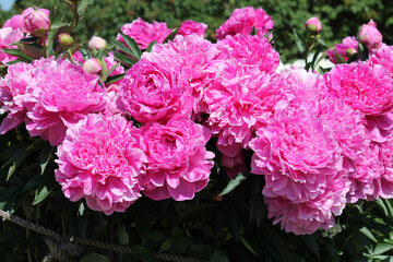 Pink double flowers of Paeonia lactiflora (cultivar Eleanor). Flowering peony in garden - 514289323