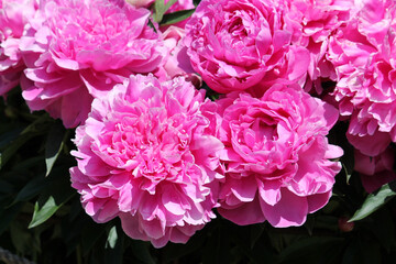 Pink double flowers of Paeonia lactiflora (cultivar Eleanor). Flowering peony in garden