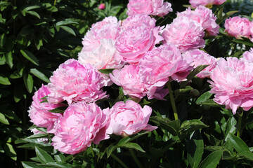 Pink double flowers of Paeonia lactiflora (cultivar Suzie Q). Flowering peony in garden