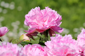Pink double flower of Paeonia lactiflora (cultivar Suzie Q) close-up. Flowering peony in garden