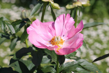 Obraz premium Pink flower of Paeonia lactiflora close-up. Flowering peony plant in summer garden