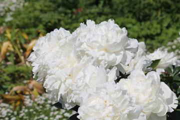 White double flowers of Paeonia lactiflora (cultivar Weatherball-90). Flowering peony in garden