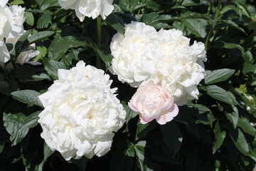 White double flowers of Paeonia lactiflora (cultivar Weatherball-90). Flowering peony in garden