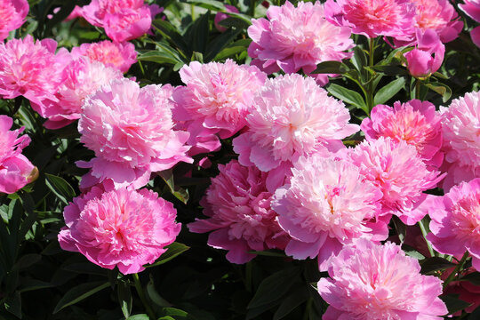 Peonies Garden Images – Browse 318,403 Stock Photos, Vectors, and Video