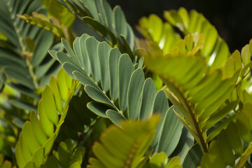 Zamia furfuracea, Jamaican sago macro floral background