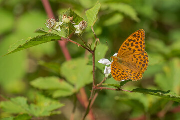 Silver-washed Fritillary (Argynnis paphia), female foraging on Bramble (Rubus fruticosus)
