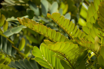 Zamia furfuracea, Jamaican sago macro floral background