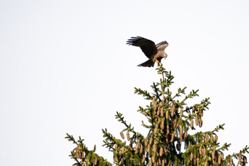Buzzard landing on a tree