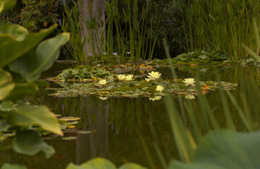 Still pond with reflection with flowering waterlily background 