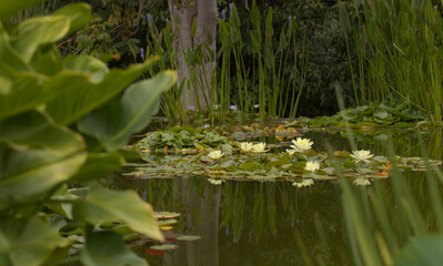 Still pond with reflection with flowering waterlily background 