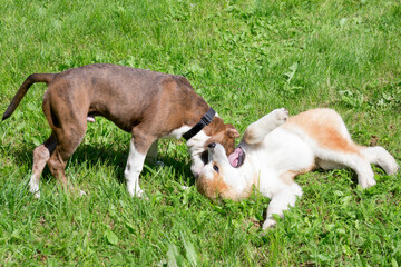 American staffordshire terrier puppy and akita inu puppy are playing on a green grass in the summer park. Four month old. Pet animals.