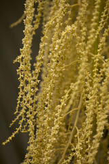 Flowering Brahea armata,   Mexican blue palm , natural macro floral background