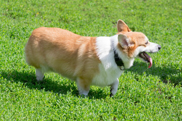 Cute pembroke welsh corgi puppy is standing on a green grass in the summer park and looking away. Pet animals.