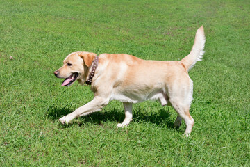 Cute labrador retriever puppy is running on a green grass in the summer park. Pet animals.