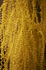 Obraz premium Flowering Brahea armata, Mexican blue palm , natural macro floral background