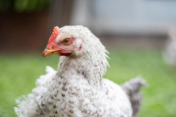 Chickens on the farm, poultry concept. White loose chicken outdoors. Funny bird on a bio farm. Domestic birds on a free range farm. Breeding chickens. Walk in the yard. Agricultural industry.
