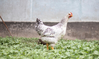 Chickens on the farm, poultry concept. White loose chicken outdoors. Funny bird on a bio farm. Domestic birds on a free range farm. Breeding chickens. Walk in the yard. Agricultural industry.