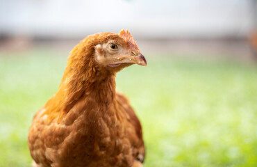 One little red chicken in the yard is looking for food to eat. Agricultural industry. Breeding chickens. Close-up of a red chicken in nature. Domestic birds on a free range farm. walking in the yard.