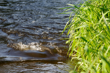 Murmuring stream of the river and the grassy shore on a summer sunny day, soft focus.