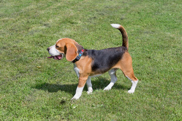 Cute english beagle puppy is standing on a green grass in the summer park. Pet animals. Purebred...