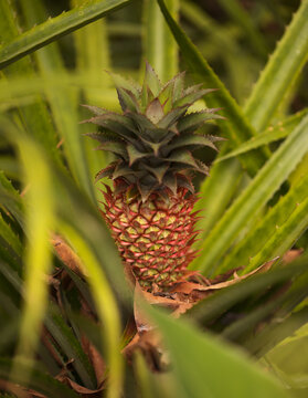 Pineapple, Ananas cosmosus, plant with forming fruit natural macro floral background