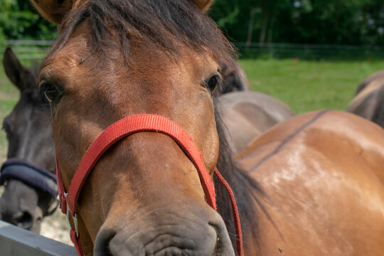 Horse Head, Close Encounter With The Horse