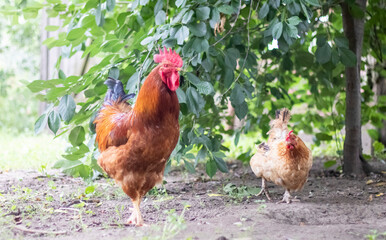 A large rooster with a red tuft in the village. Young Red Cockerel Rhode Island Red Barnyard Mix. A...