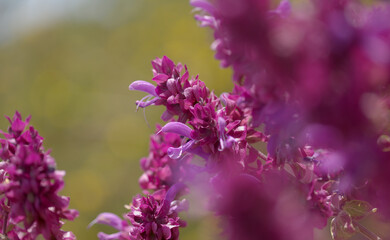 Flora of Gran Canaria - Salvia canariensis, Canary Island sage natural macro floral background