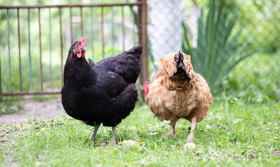 Two hens, black and red, are in the yard looking for food to eat. Agricultural industry. Breeding chickens. Close-up of chickens in nature. Domestic birds on a free range farm. They play in the yard.
