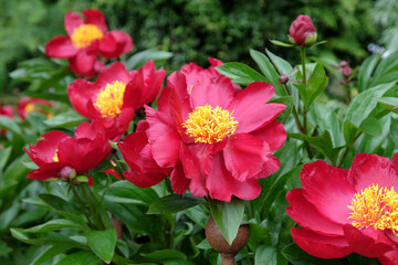 Paeonia lactiflora 'Blaze'  in flower.