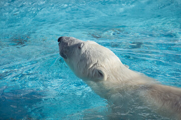 Naklejka premium Big polar bear is swimming in the blue water. Ursus maritimus or Thalarctos Maritimus. Animals in wildlife.