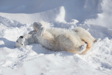 Polar bear cub is lying on the white snow. Ursus maritimus or Thalarctos Maritimus. Animals in...