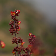 Flora of Gran Canaria - orange and red flowers of Scrophularia calliantha, belle figwort, 
plant exclusively endemic to Gran Canaria and vulnerable species, natural macro floral background