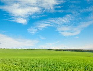 Fototapeta na wymiar Wheat field and bright sky.