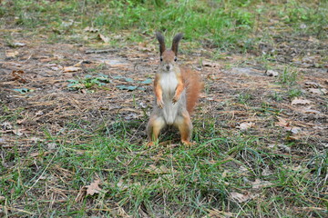 squirrel in the forest