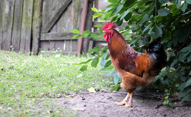 A large rooster with a red tuft in the village. Young Red Cockerel Rhode Island Red Barnyard Mix. A beautiful photo of a Rhode Island orange feathered rooster on a small farm. Multicolored feathers.