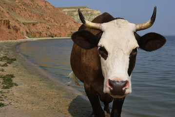 Cow walking on a beach. Portrait of cow