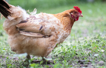One little red chicken in the yard is looking for food to eat. Agricultural industry. Breeding chickens. Close-up of a red chicken in nature. Domestic birds on a free range farm. walking in the yard.