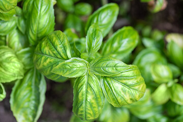 Fresh green basil illuminated by sunlight. Green basil.