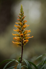 Flora of Gran Canaria - orange and red flowers of Isoplexis isabelliana, plant endemic to Gran Canaria
endangered species associated with Canary Pine forests, natural macro floral background