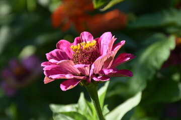 the magic summer garden flowers