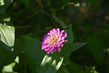 the magic summer garden flowers