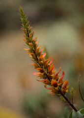 Flora of Gran Canaria - orange and red flowers of Isoplexis isabelliana, plant endemic to Gran Canaria
endangered species associated with Canary Pine forests, natural macro floral background