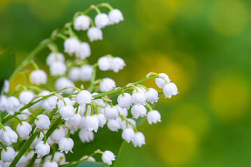 Green stems with lily of valley bells on green background with yellow tinges. Bouquet of lilies of valley on green background.
