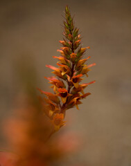 Flora of Gran Canaria - orange and red flowers of Isoplexis isabelliana, plant endemic to Gran Canaria
endangered species associated with Canary Pine forests, natural macro floral background