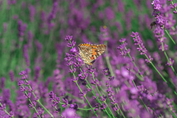 Blooming fragrant lavender flowers on a field..