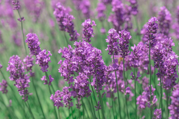 Blooming fragrant lavender flowers on a field..