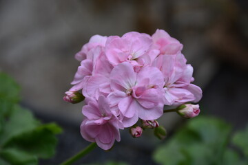 the magic summer garden flowers