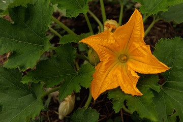 Naklejka na ściany i meble pumpkin flower fresh green plant in permaculture