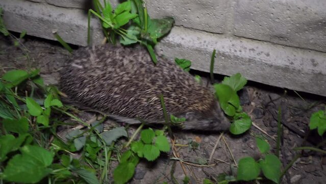 hedgehog walks at night,a hedgehog goes hunting at night near the fence